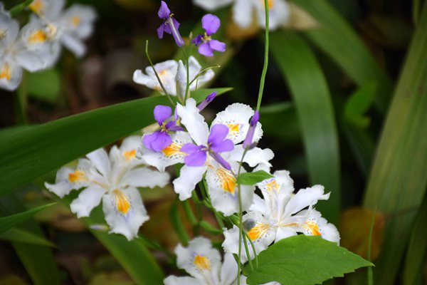 纺织技术 | 莱赛尔与棉混纺赛络纺纱的生产实践